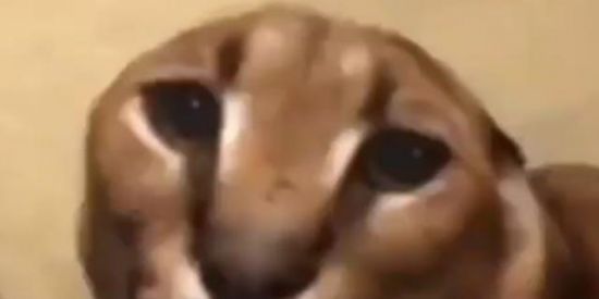 Imagem do grupo de WhatsApp 🤡Grupo da zueira😜