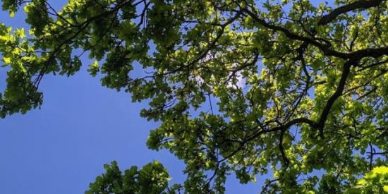 Imagem do grupo de WhatsApp Engajamento ✨