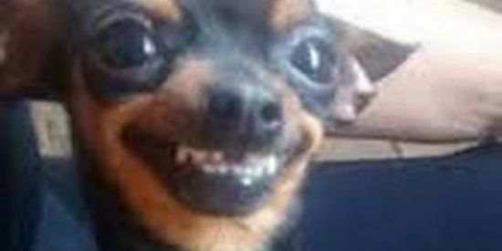 Imagem do grupo de WhatsApp Amigos Desconhecidos