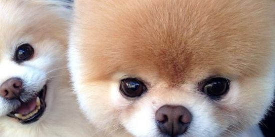 Imagem do grupo de WhatsApp Cuidador de Cães📞 24horas