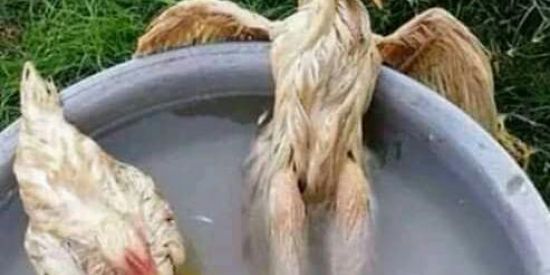 Imagem do grupo de WhatsApp Lazer