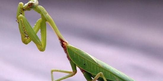 Imagem do grupo de WhatsApp GRUPO de louva-a-deus