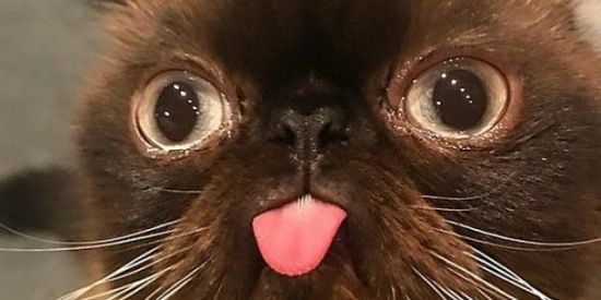 Imagem do grupo de WhatsApp Venha ser feliz