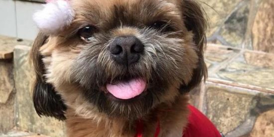 Imagem do grupo de WhatsApp Zoopetmoda roupas 🐶🐶