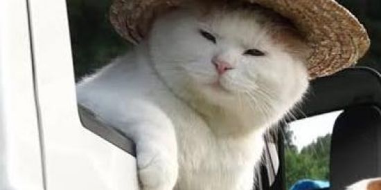 Imagem do grupo de WhatsApp Shitpost da Zueira 😎👌