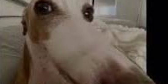 Imagem do grupo de WhatsApp CAFUNGAS