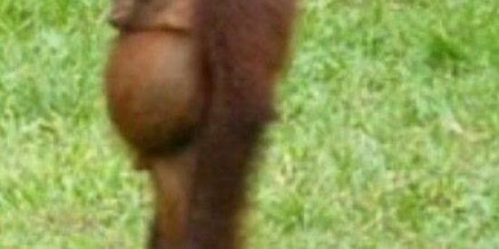 Imagem do grupo de WhatsApp macacos de manaus🐒