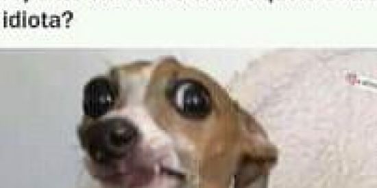 Imagem do grupo de WhatsApp MEMES BR 🇧🇷🇧🇷