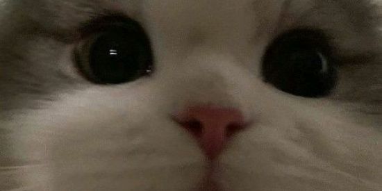 Imagem do grupo de WhatsApp Zoeira_bora_entrar