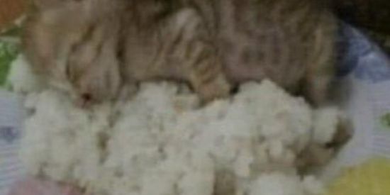 Imagem do grupo de WhatsApp Amiguinhos 🤝