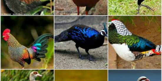 Imagem do grupo de WhatsApp Aves ornamentais