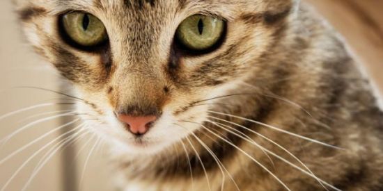 Imagem do grupo de WhatsApp amizade figurinhas