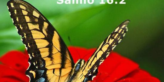 Imagem do grupo de WhatsApp PALAVRAS QUE EDIFICAM 🌷🇮🇱