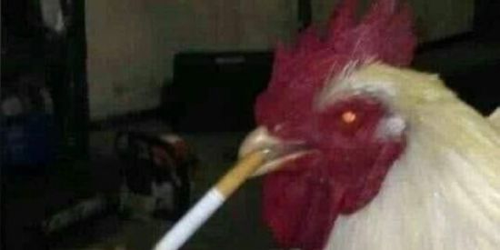 Imagem do grupo de WhatsApp Grupo dos Bebuns