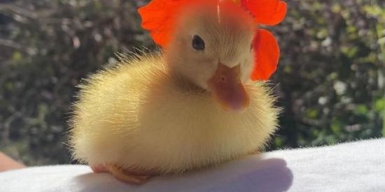 Imagem do grupo de WhatsApp IG : Seguidores A+ 4°