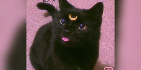 Imagem do grupo de WhatsApp 🥀|нyρє cατs🐈‍⬛✨