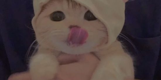 Imagem do grupo de WhatsApp TRIAGEM