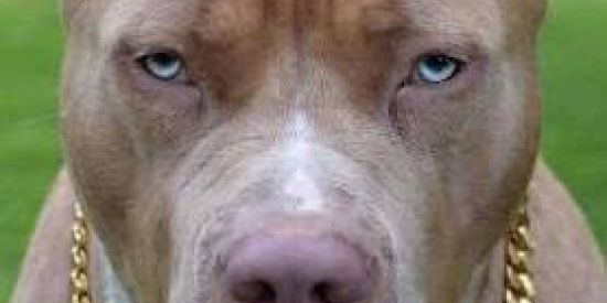 Imagem do grupo de WhatsApp PITBULL'S🐕®️