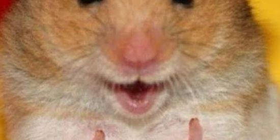 Imagem do grupo de WhatsApp TMJ-∆🔥⃟-何も鳥