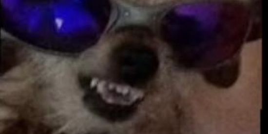 Imagem do grupo de WhatsApp ̶E̶T̶o̶i̶s̶ ̶