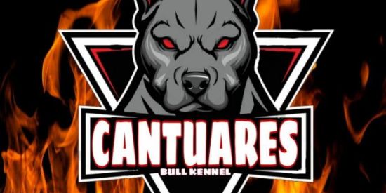 Imagem do grupo de WhatsApp 🇧🇷CANTUARES BULL KENNEL🇧🇷