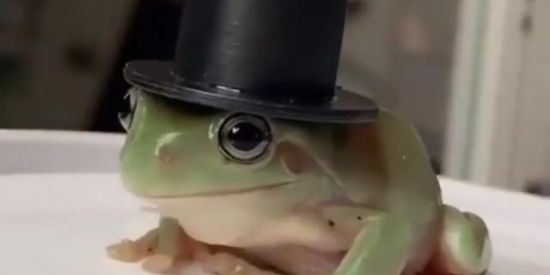 Imagem do grupo de WhatsApp Mr. Frog🐸