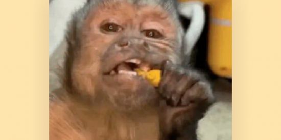 Imagem do grupo de WhatsApp Mamacos🐒