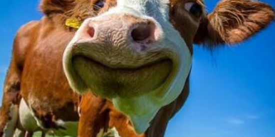 Imagem do grupo de WhatsApp 🥀🐂GADOS E kkkkkk🐂🥀