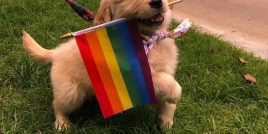 Imagem do grupo de WhatsApp Amizade e  namoro LGBT