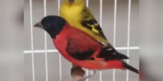 Imagem do grupo de WhatsApp Amantes de pintassilvas