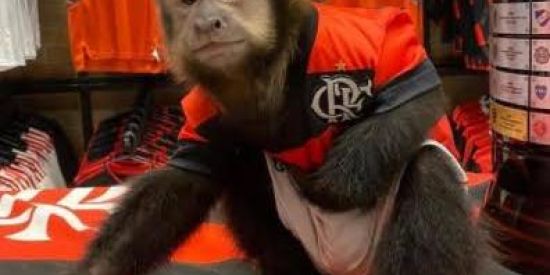 Imagem do grupo de WhatsApp monke city kkkj