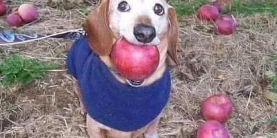 Imagem do grupo de WhatsApp Povo da madrugada sem lei