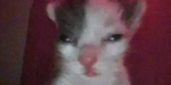 Imagem do grupo de WhatsApp renatimkkj