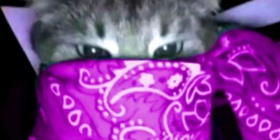 Imagem do grupo de WhatsApp gang of bloods🤬💔