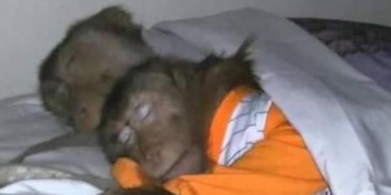 Imagem do grupo de WhatsApp monkey city k