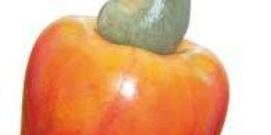 Imagem do grupo de WhatsApp Top Pick semanal