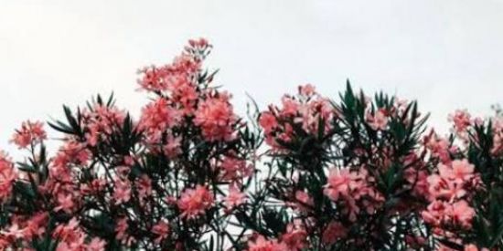 Imagem do grupo de WhatsApp bloody flower⛓️ OFF