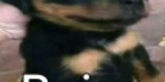 Imagem do grupo de WhatsApp buteco da isa😝