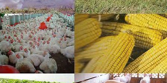 Imagem do grupo de WhatsApp Agricultura pesada 22