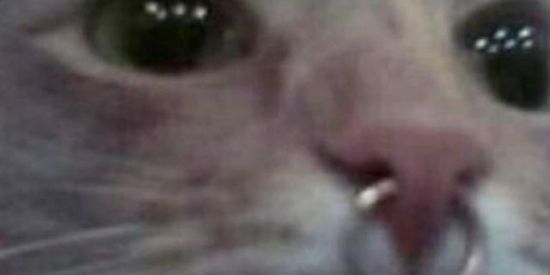 Imagem do grupo de WhatsApp just bitches :)