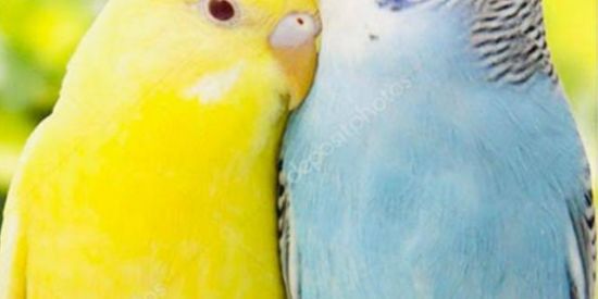 Imagem do grupo de WhatsApp Periquitos australianos🐦