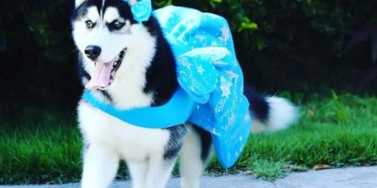 Imagem do grupo de WhatsApp Husky Siberiano Amantes