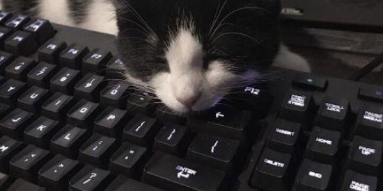 Imagem do grupo de WhatsApp - Chat Do Lendakkkj