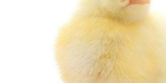 Imagem do grupo de WhatsApp Web namoros 😌❤️