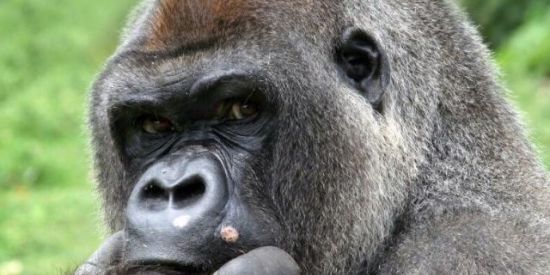 Imagem do grupo de WhatsApp MACACADAS