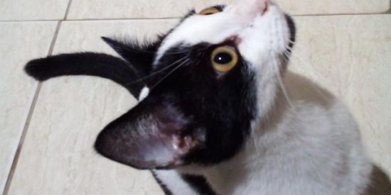 Imagem do grupo de WhatsApp GRUPO NA DESCRIÇÃO