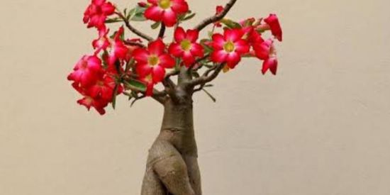 Imagem do grupo de WhatsApp Rosa do deserto BR 🌸