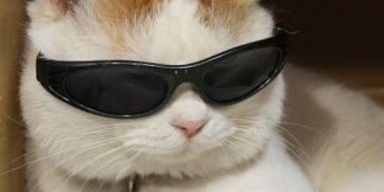 Imagem do grupo de WhatsApp Transformemes......