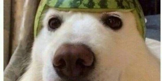 Imagem do grupo de WhatsApp TABERNA DOS SHITS [2]