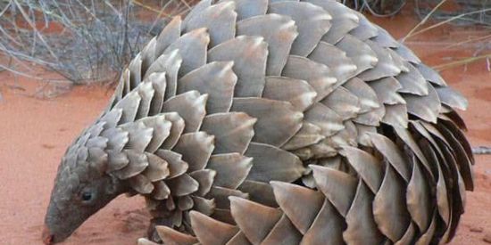 Imagem do grupo de WhatsApp Welcome to the jungle mtf